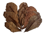 Catappa-Leaves, 10 lose Blätter im Beutel